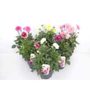 Dahlia Dalina max mix