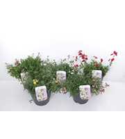 Nemesia mix