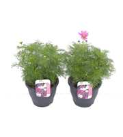 Cosmos bipinnatus mix