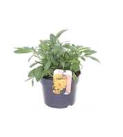 Coreopsis grand. Illico