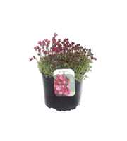 Saxifraga arendsii Peter Pan