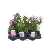 Phlox paniculata mix