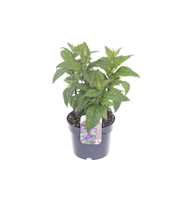 Nepeta Neptune
