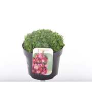 Saxifraga Arendsii Marto Rose