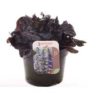 Ajuga reptans Black Scallop