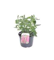 Veronica spicata Inspire Pink