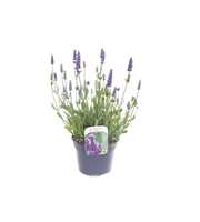 Lavandula Spear Blue