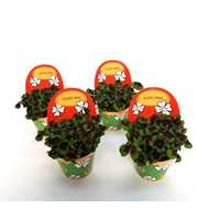 Oxalis deppei Geluk Engels