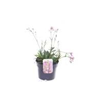 Lychnis Jenny