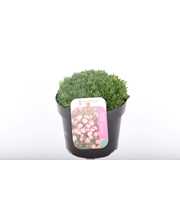 Saxifraga Arendsii Marto Picotee Re