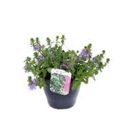 Scaevola aemula Blue Touch