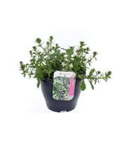 Scaevola aemula White Touch