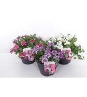 Verbena mix lanai endura