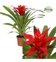 Guzmania Blitz