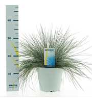 Festuca glauca Intense Blue®