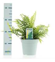 Dryopteris affinis