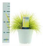 Festuca glauca AmiGold®