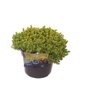 Sedum acre Yellow Queen