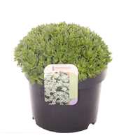 Saxifraga Alpino Early Picotee