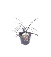 Ophiopogon planiscapus Niger