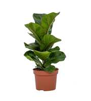 Ficus Bambino 12cm