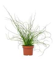 Juncus Liebeslocken 12cm