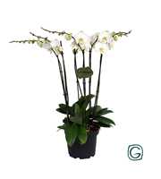 Phalae. XXL 6 tk white p23