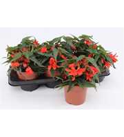 Begonia Waterfall Orange