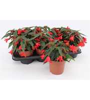 Begonia Waterfall Red