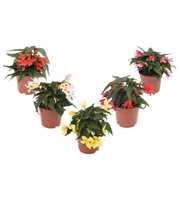 Begonia Waterfall Mix Layer