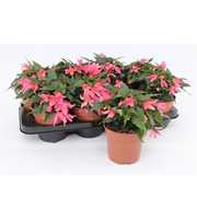 Begonia Waterfall Pink