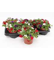 Calibrachoa "Café de Paris" Tricolor Red/Blue/Whit