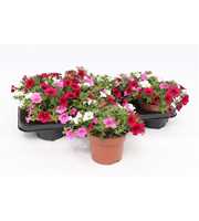 Calibrachoa "Paradise Pink"Tricolor White/Pink/Bur