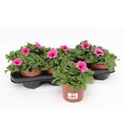Petunia Pink