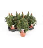 Antirrhinum Majus Orange