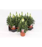 Antirrhinum Majus White