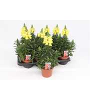 Antirrhinum Majus Yellow