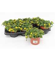 Sanvitalia Procumbens