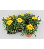 Gazania Big Kiss Yellow