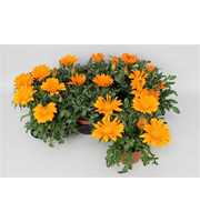Gazania Big Kiss Orange