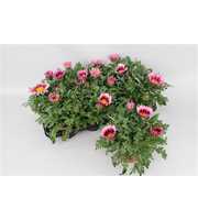 Gazania Big Kiss Pink