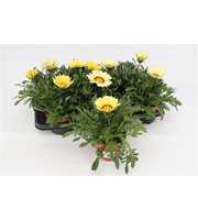 Gazania Big Kiss White