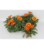Gazania Big Kiss Yellow Stripe
