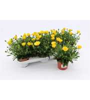 Osteospermum Yellow