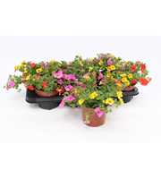Calibrachoa Trio 'Candy House' orange-gelb-pink