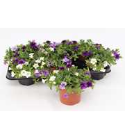 Calibrachoa Trio 'Voltaire' blue-white-lightblue