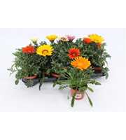 Gazania Mixtray