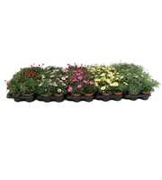 Margriet Frutescens Mix Layer