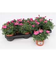 Margriet Frutescens Pink