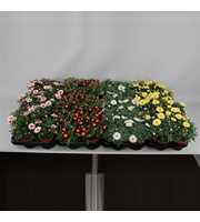 Margriet Frutescens Mix Trolley